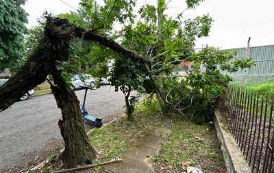 VÍDEO: Árvore apodrecida preocupa moradores e oferece risco entre avenidas de Novo Hamburgo
