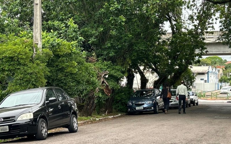 Árvore apodrecida preocupa moradores e oferece risco entre avenidas de Novo Hamburgo