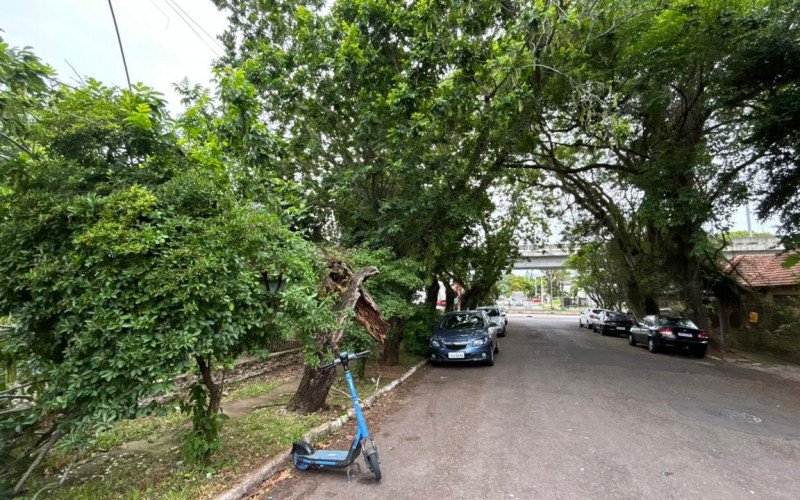 Árvore apodrecida preocupa moradores e oferece risco entre avenidas de Novo Hamburgo