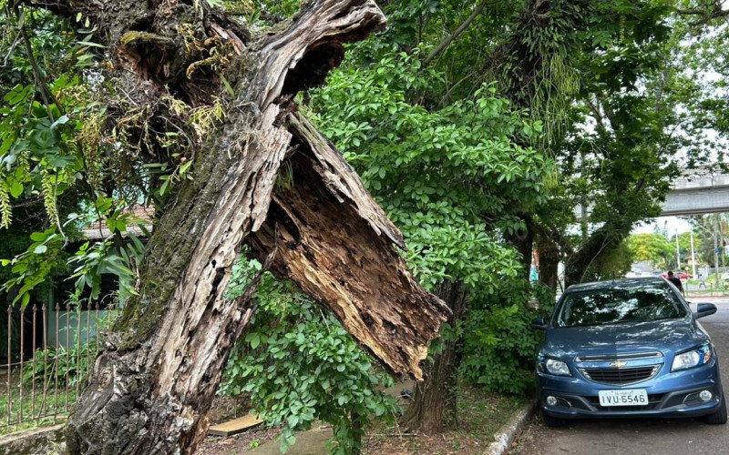 Árvore apodrecida preocupa moradores e oferece risco entre avenidas de Novo Hamburgo