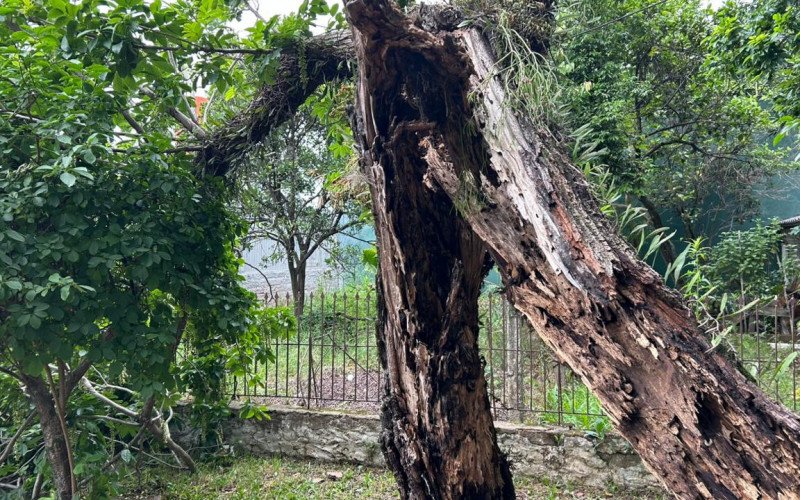 Árvore apodrecida preocupa moradores e oferece risco entre avenidas de Novo Hamburgo