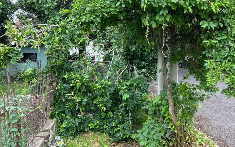 Árvore apodrecida preocupa moradores e oferece risco entre avenidas de Novo Hamburgo