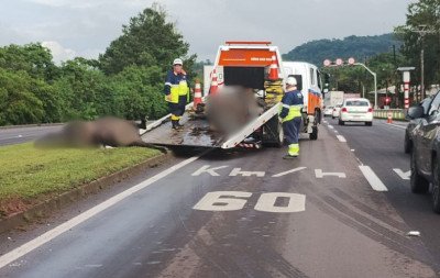 RS-122: Búfalos morrem atropelados em São Sebastião do Caí