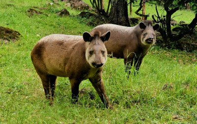 Zoo de Gramado conta com dois novos moradores ameaçados de extinção vindos de Minas Gerais