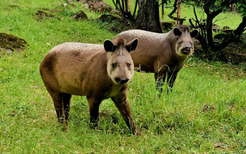 Gramadozoo recebe dois machos de anta