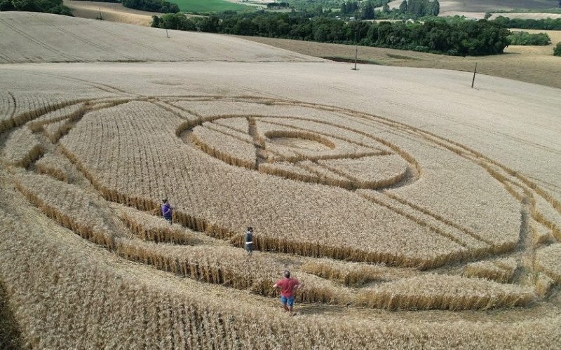 Marca misteriosa em plantação de trigo em Ipuaçu - SC / Santa catarina / agroglifo de ipuaçu | abc+