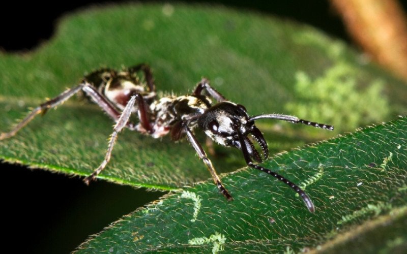 Formiga-bala (Paraponera clavata) | abc+