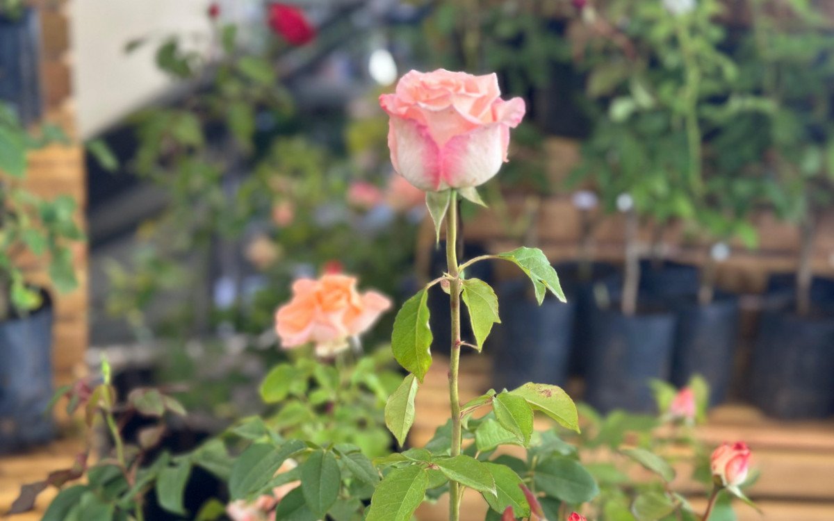 Festa das Rosas em Sapiranga