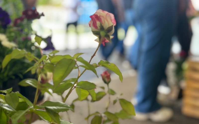 Festa das Rosas em Sapiranga