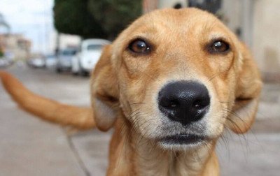 Entenda o que muda com novo Código de Proteção e Bem-Estar Animal de Campo Bom