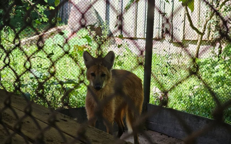 Lobo-guará aguarda em recinto temporário e  reduzido