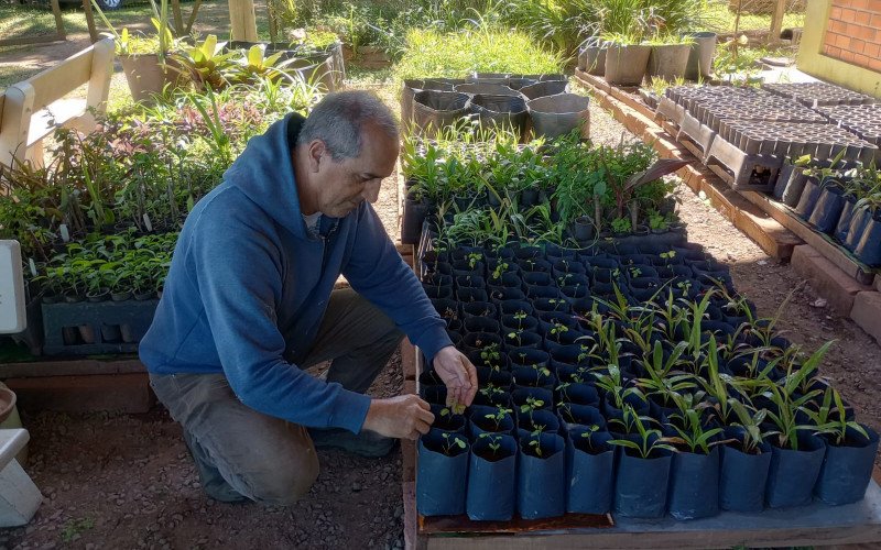 De acordo com o Engenheiro Agrônomo, Luís Marcelo Tisian as plantas novas ficam em um espaço separado para não pegar muito sol