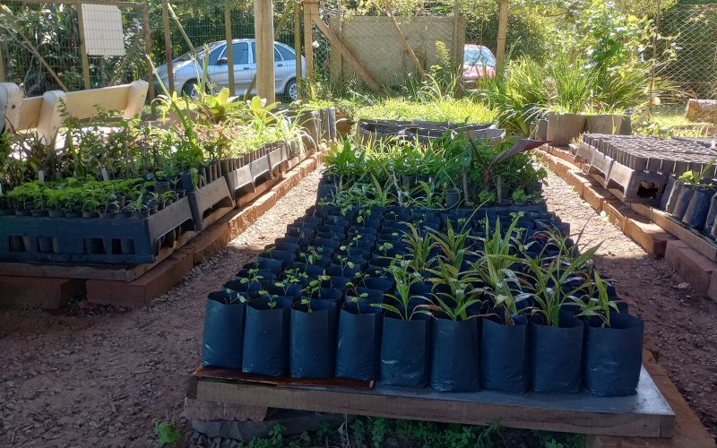 Neste ano o viveiro retomou a prática de produzir as próprias mudas