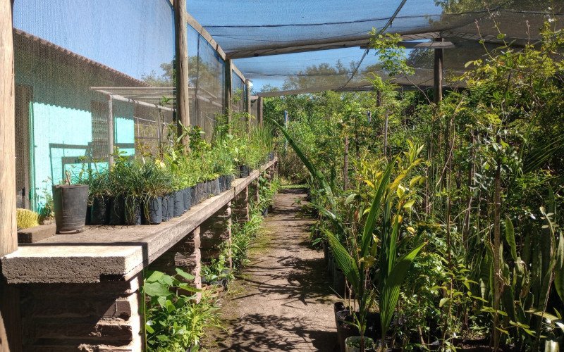Comunidade pode retirar plantas no Viveiro Municipal