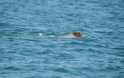 Golfinhos usam esponja como peruca: Ciência descobre o mistério por trás do comportamento curioso