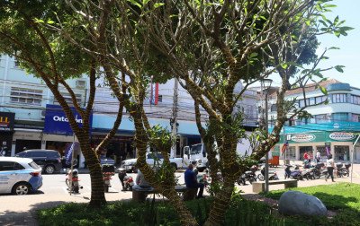 Como está o andamento da decoração de Natal em Novo Hamburgo? Veja preparativos