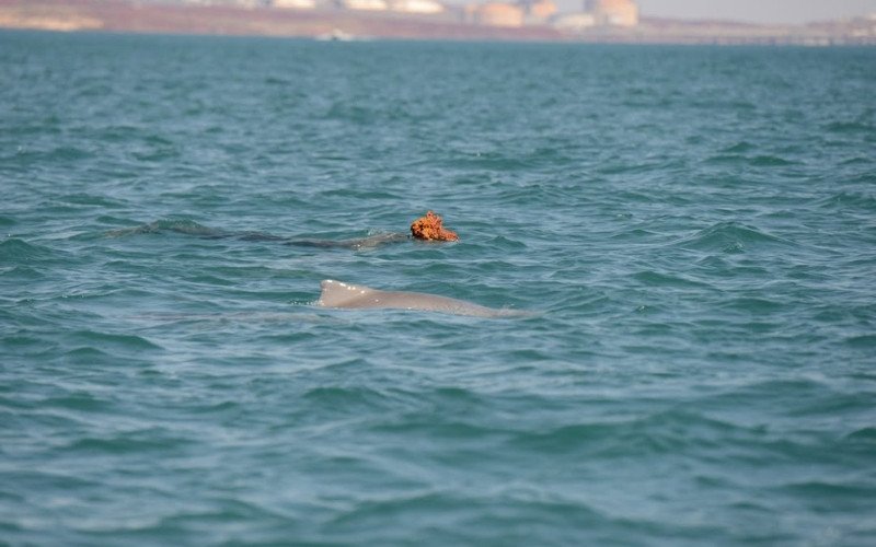 golfinhos-jubarte-australianos (???????????????????? ????????????????????????????????????????) usam esponja marinha como chapéu