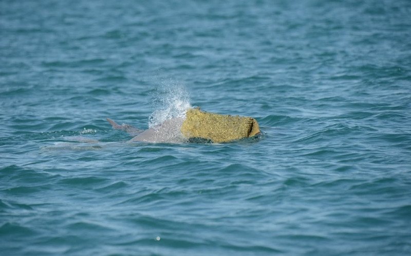 golfinhos-jubarte-australianos (???????????????????? ????????????????????????????????????????) usam esponja marinha como chapéu