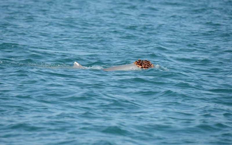 Vários golfinhos foram flagrados com esponjas marinhas na cabeça como perucas, na Austrália | abc+