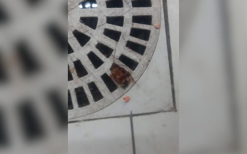 Segunda a Prefeitura, havia presença de baratas na área da câmara fria