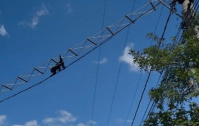 VÍDEO: Bugios-ruivos são flagrados cruzando rua por travessia suspensa no Vale do Sinos
