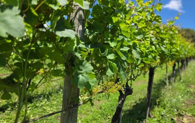 Setor vitivinícola gaúcho deve colher 800 milhões de quilos de uva na safra 2025/2026