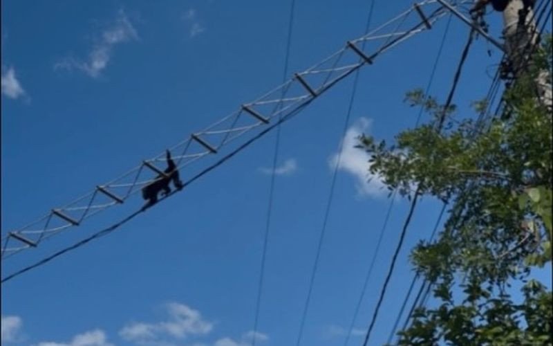 Bugios-ruivos são flagrados cruzando rua por travessia suspensa no Vale do Sinos | abc+