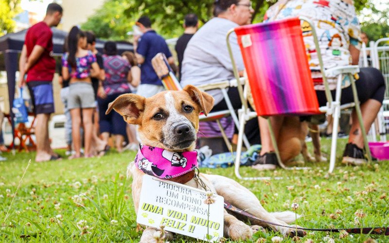 2º Pet Day ocorreu na Praça dos Correios e conseguiu um novo lar para 30 animais