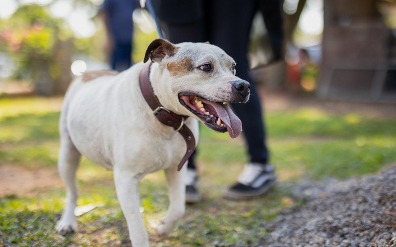 Animais do Palmira Gobbi foram realocados em um sítio em Gravataí | abc+