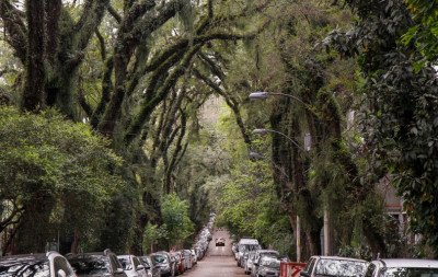 Rua mais bonita do mundo tem túnel verde de 500 metros que há 17 anos chama atenção internacional e fica no RS