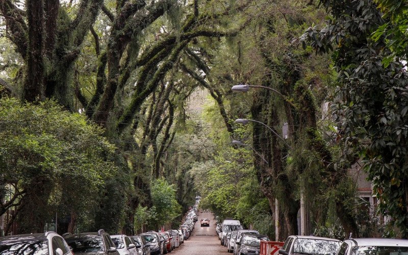 Rua mais bonita do mundo tem túnel verde de 500 metros que há 17 anos chama atenção internacional e fica no RS | abc+