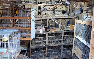 Saiba o destino das quase 150 aves apreendidas em São Leopoldo