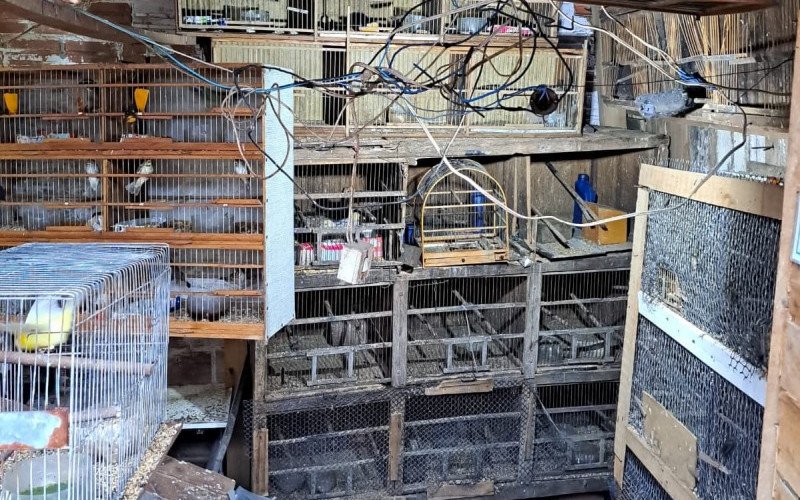 A 2.ª Delegacia de Polícia de São Leopoldo apreendeu 146 aves mantidas em condições de maus-tratos, durante cumprimento de mandado de busca e apreensão em uma residência no bairro Arroio da Manteiga, ontem (18), com apoio da Secretaria do Meio Ambiente e Infraestrutura do Estado (Sema) e do Grupamento de Defesa Ambiental da Guarda Civil Municipal (GCM) de São Leopoldo