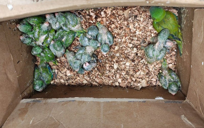 A 2.ª Delegacia de Polícia de São Leopoldo apreendeu 146 aves mantidas em condições de maus-tratos, durante cumprimento de mandado de busca e apreensão em uma residência no bairro Arroio da Manteiga, ontem (18), com apoio da Secretaria do Meio Ambiente e Infraestrutura do Estado (Sema) e do Grupamento de Defesa Ambiental da Guarda Civil Municipal (GCM) de São Leopoldo
