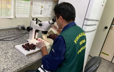 Praga quarentenária em mais de uma tonelada de cerejas mobiliza vigilância em aeroporto brasileiro