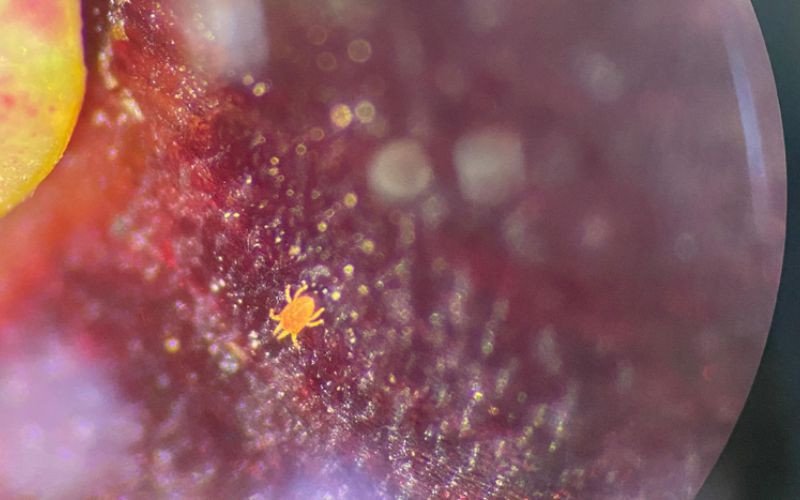 Brevipalpus chilensis, conhecido também como falso ácaro vermelho chileno, encontrado na cereja chilena | abc+