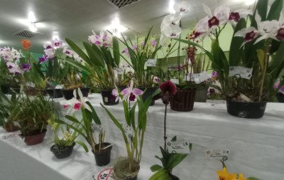 Exposição de orquídeas contou com quase 400 plantas e 45 expositores