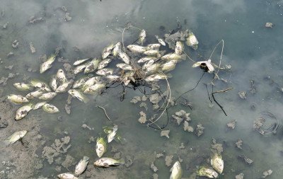 VÍDEO: Centenas de peixes aparecem mortos no Arroio João Corrêa; Semmam monitora situação