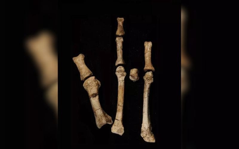 Nova descoberta indica que Lucy não estava sozinha na Etiópia | abc+