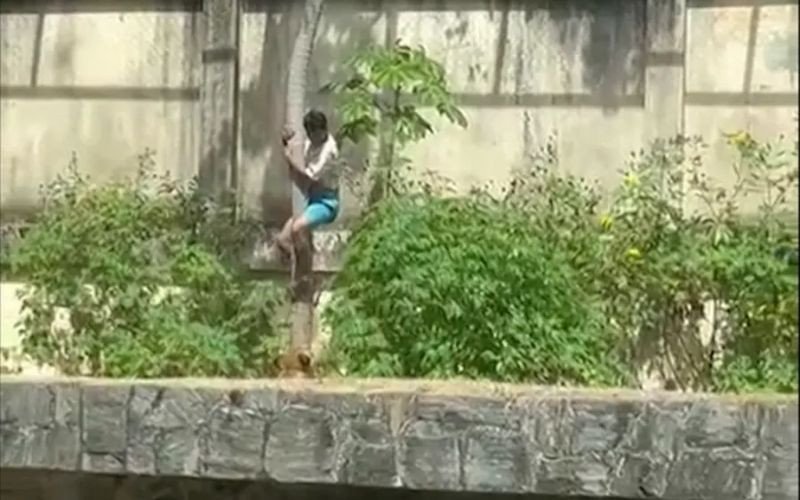 Jovem invadiu jaula de leoa e morreu em parque no Brasil | abc+