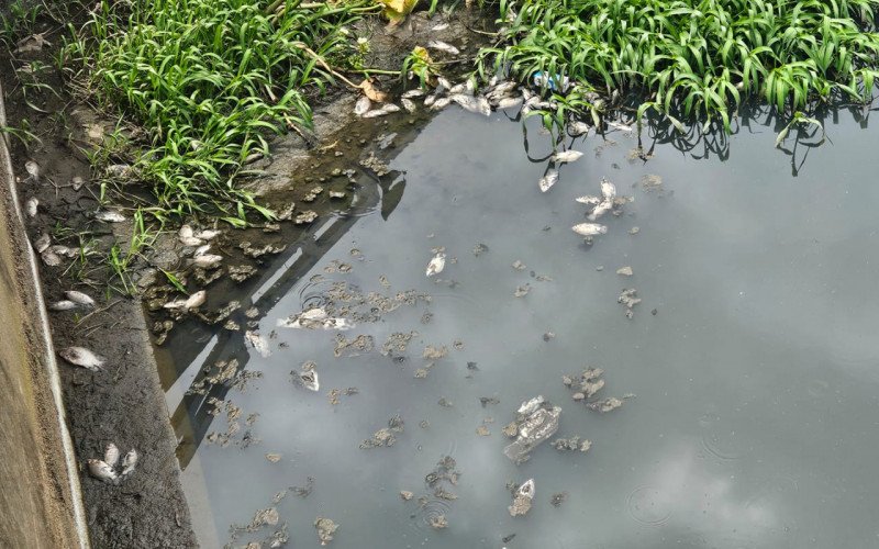 Centenas de peixes aparecem mortos no Arroio João Corrêa