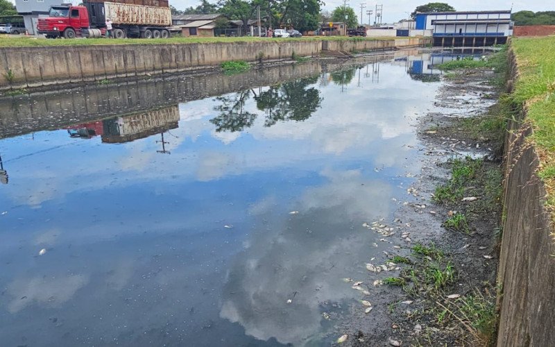Centenas de peixes aparecem mortos no Arroio João Corrêa