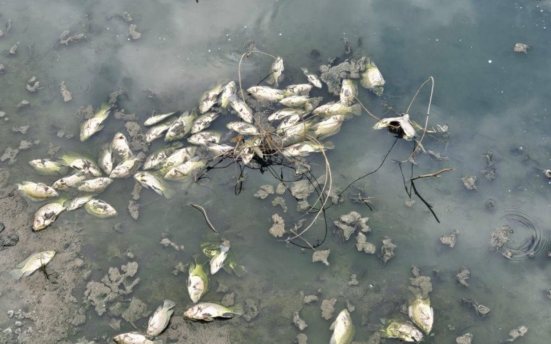 Peixes apareceram mortos no João Corrêa nesta segunda