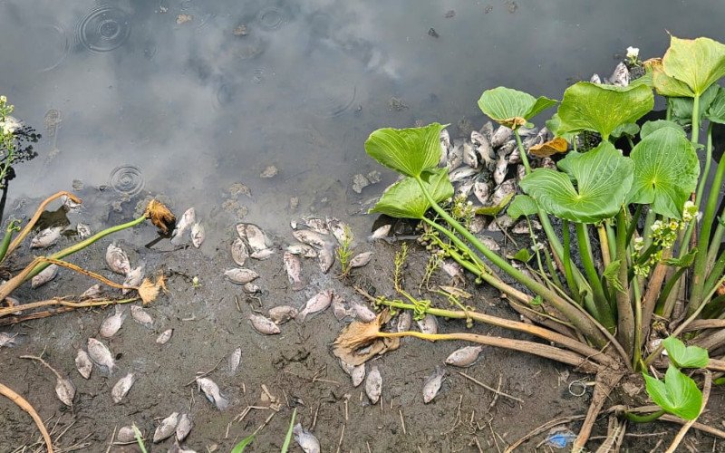 Centenas de peixes aparecem mortos no Arroio João Corrêa