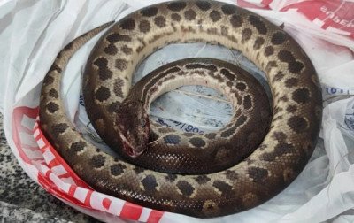Homem mata sucuri a dentadas durante ataque e sai ileso