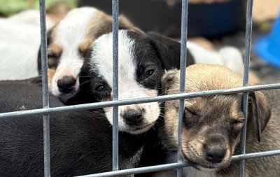 Tem espaço de adoção de filhotes de cães e gatos neste sábado em São Leopoldo