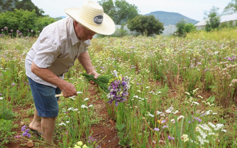 Produção de flores embeleza e promove integração com o meio ambiente na Escola Santos Dumont