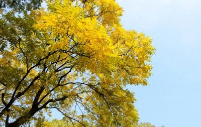 Sem rachar o chão ou encostar em fios: 5 árvores indicadas para a calçada e que não dão dor de cabeça