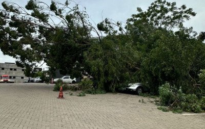 Temporal derruba árvore de grande porte em estacionamento de hospital na região