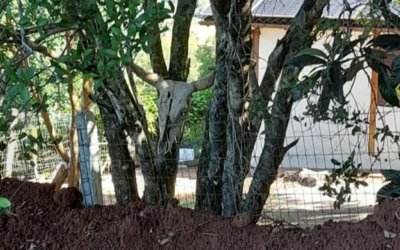 Cabeça de boi colocada na cerca da propriedade, voltada diretamente para a casa de Fabrício da Silva é encarada como uma ameaça prévia ao ataque com facão | abc+